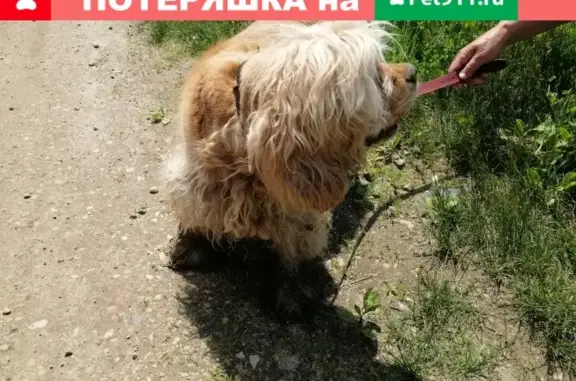 Собака найдена в Щёлково, возможно спаниель.