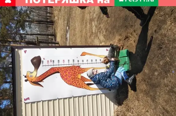 Собаки потеряшки, Ангарск, фото: Потеряшка пёс Арни в 94 квартале Ангарск