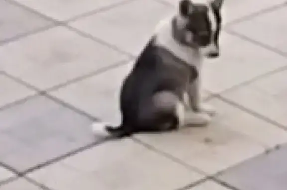 Собаки потеряшки, Орёл, фото: Потеряшка собака Дина в Орле.