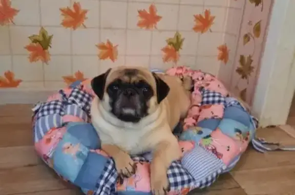 Объявления о пропавших и найденных животных, Анапа, фото: Пропала собака Плюша в Анапе