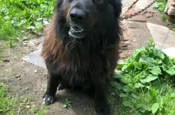 Пропала собака в Электроуглях: большой черный пес.