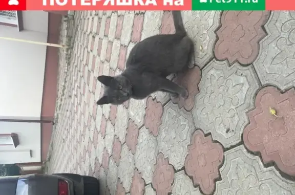 Найдена породистая кошка в Кайбицком районе, Казань