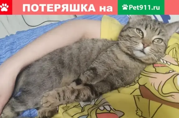 Пропала кошка в Москве, возраст 5 лет, красный ошейник.