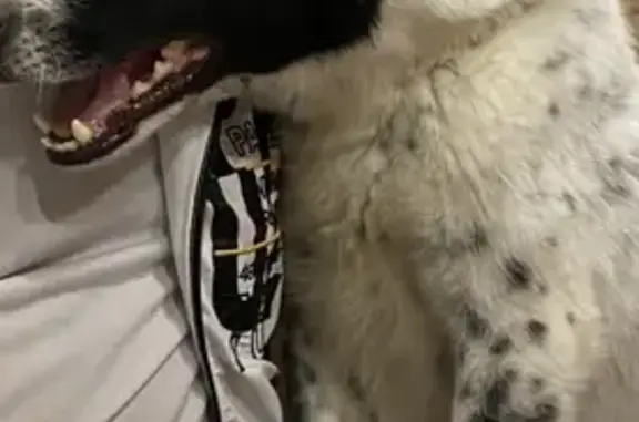 Пропала собака в Мытищах: черно-белый дворняжка, убежал в районе Борисовские проды