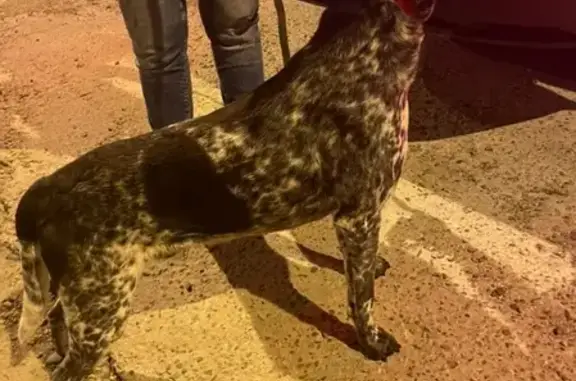 Собака найдена на вьезде в Краснодар со стороны Славянска.