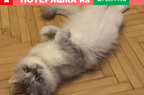 Кошки потеряшки, Санкт-Петербург, фото: Потеряшка кот на Будапештской 35-2