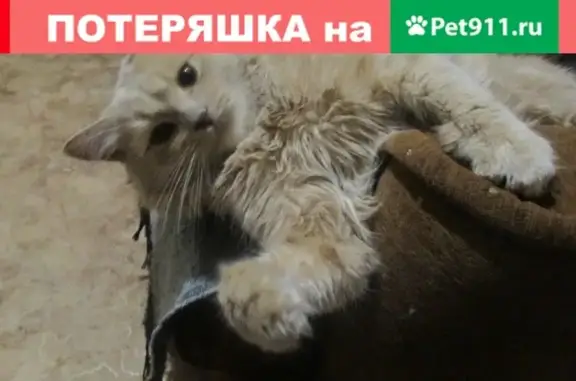 Пропала кошка Персик на ул. Набережная реки Мойки, 7