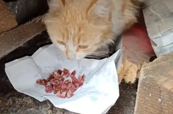 Рыжий котик найден в Выксе