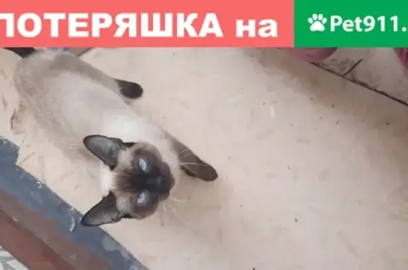 Потерянные животные Архангельск, фото: Пропала кошка Мася в Архангельске