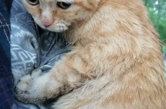 Рыжая кошка с усами в Перми