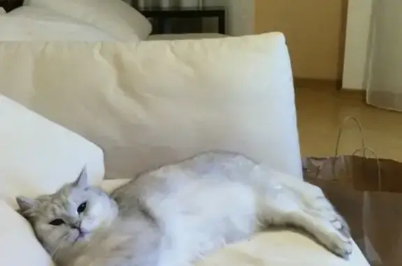 Кошки потеряшки, Ярославль, фото: Потеряшка кот в поселке Красные Ткачи, британская короткошерстная порода.