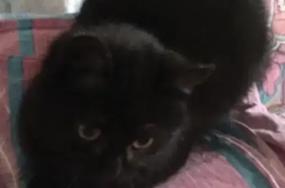 Пропала черная кошка в Москве.