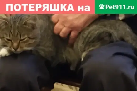 Пропал глухой кот в Пушкино, вознаграждение.