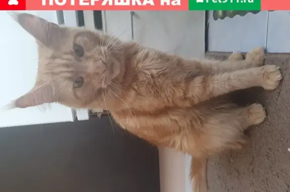 Найдена кошка возле дома в Москве