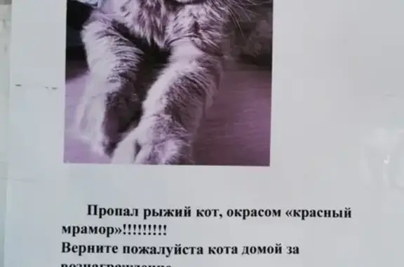 Пропала кошка Каспер в Оренбурге.