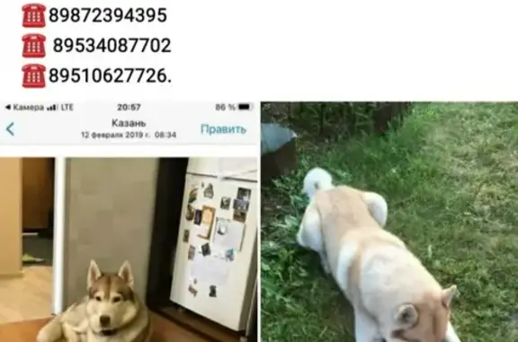 Пропала собака Кличка Буран в Казани