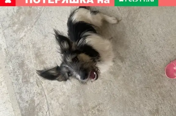 Собаки потеряшки, Волгоград, фото: Потеряшка собака Буся в Волгограде