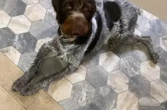 Собаки потеряшки, Нижний Новгород, фото: Потеряшка собака Ричи в Кстовском районе, Нижний Новгород