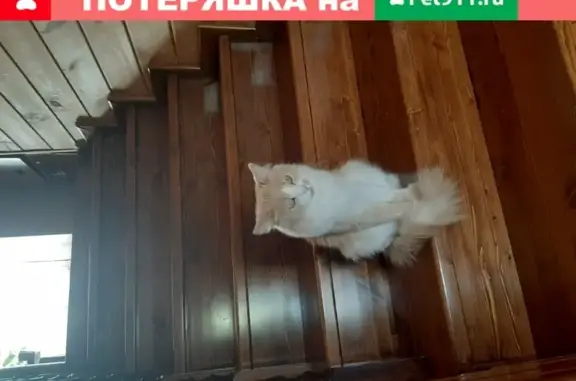 Пропала кошка в Сергиевом Посаде с персиковой шерстью и белым ошейником