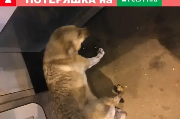 Собака с биркой на ухе найдена в Москве на Дворцовой площади 19.