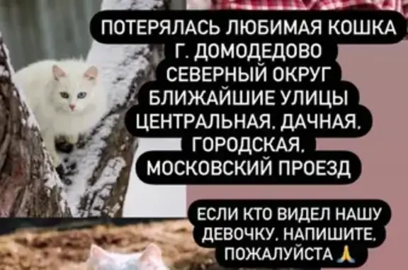 Пропала кошка в Домодедово, ул. Центральная, 3.