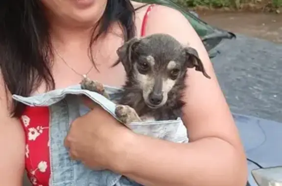 Собака найдена на трассе Саранск-Тольятти, нужен дом.