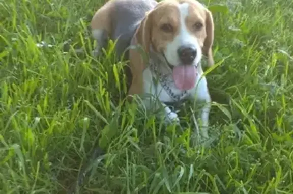 Собаки потеряшки, Санкт-Петербург, фото: Потеряшка собака Бигель на пр. Кузнецова, СПб