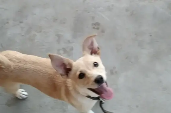 Пропала собака Соня в Медгородке, Ростовская область