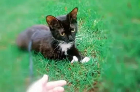 Пропала кошка около вет.клиники в Царицыно, зовут БАГИРА