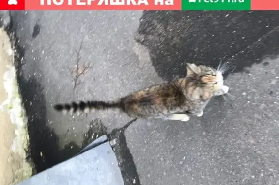 Найдена кошка на улице Маршала Вершинина 8к2