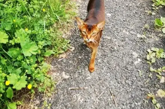 Кошки потеряшки, Солнечногорск, фото: Потеряшка кот на даче в Солнечногорске, помогите найти!