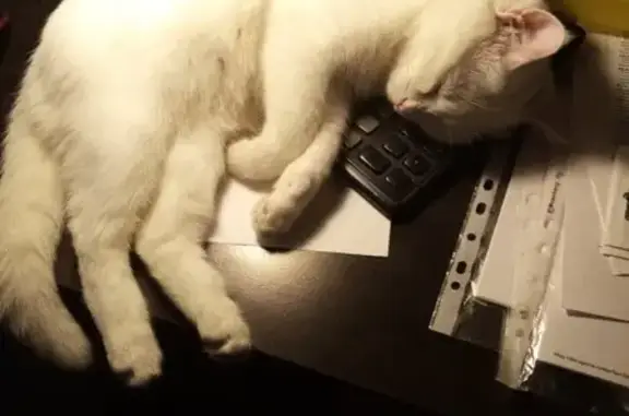 Потерянные животные Саратов, фото: Пропала кошка Кот, Проспект Строителей, д.68А, Саратов