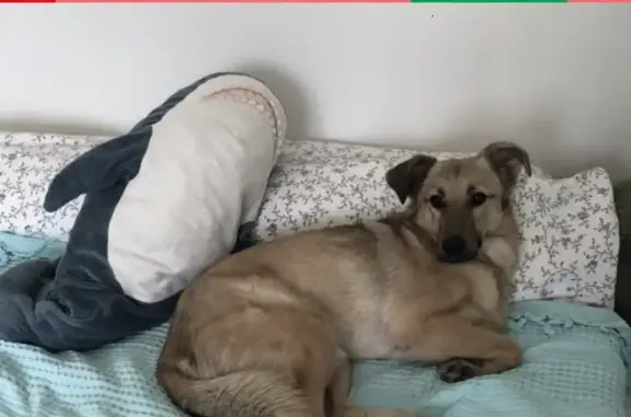 Потерянные животные Москва, фото: Пропала собака Альф, Малая Пироговская, Москва.