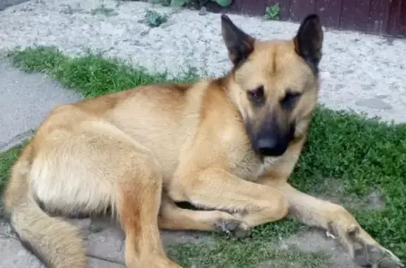 Найдена собака возле магазина в Екатеринбурге