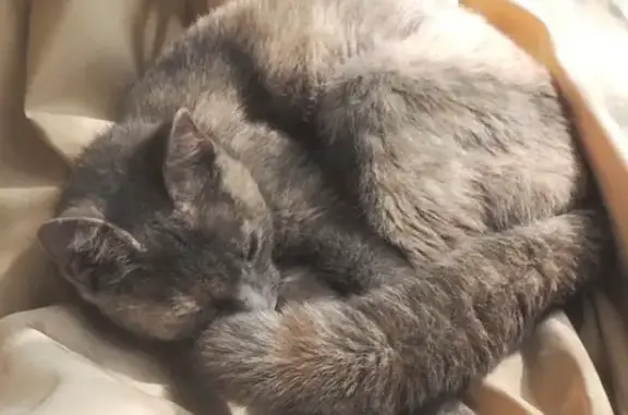 Найдена трехцветная черепаховая кошка в Москве