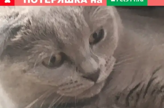 Пропала кошка Муся в Саратове