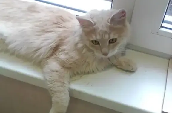 Пропал котенок персикового цвета в Серпухове