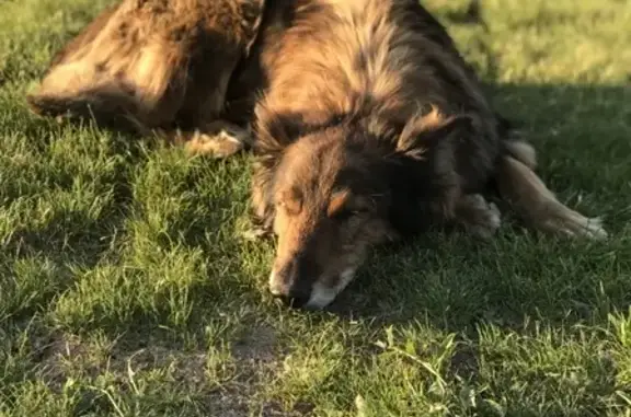 Найдена собака у парка Горького, Москва