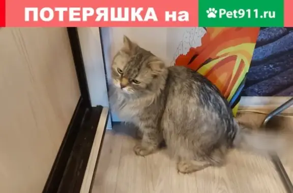 Кошка с зелеными глазами найдена в Санкт-Петербурге