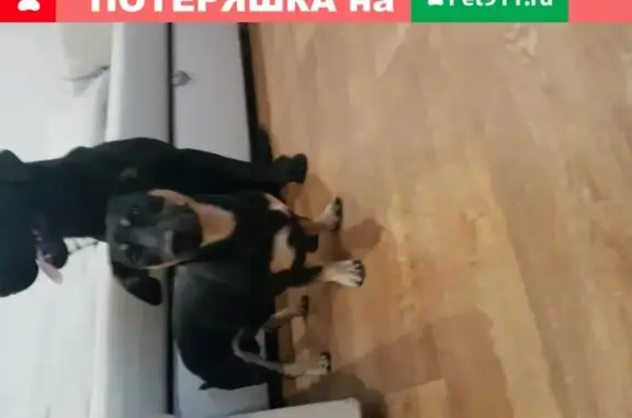 Собака Такса найдена на Северо-Чемском в Новосибирске