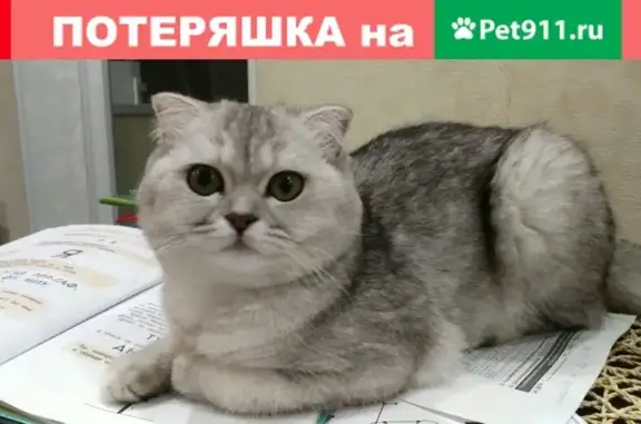 Пропала вислоухая кошка в Москве, серого окраса.