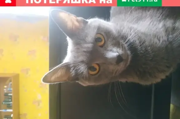 Пропала кошка в Лермонтове, ул. Комсомольская, д.3.