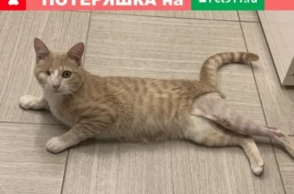 Найден рыжий кот в Одинцово, ищем хозяев или новый дом.