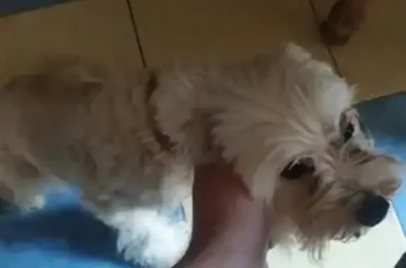 Найдена собака Кобель в Севастополе