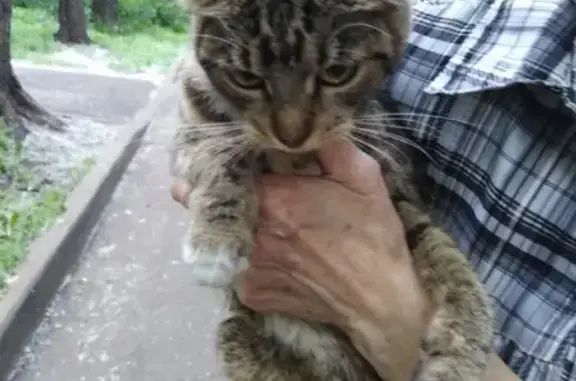 Найдена вислоухая кошка в Москве