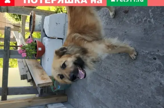 Спокойная собака найдена в Павловском Посаде