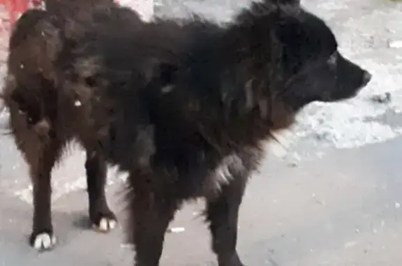 Найден черный пес с белыми носочками в Москве