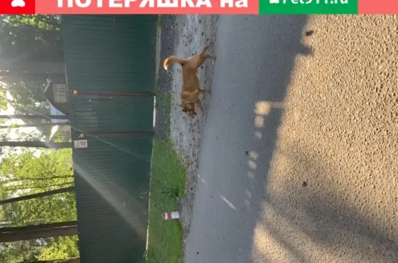 Найдена собака в Москве.