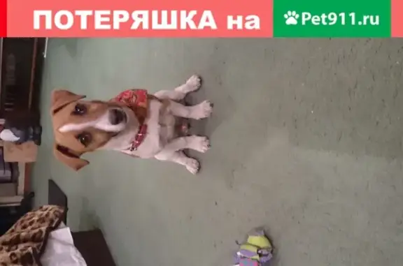 Пропала собака Мэй на ул. Савушкина, Санкт-Петербург