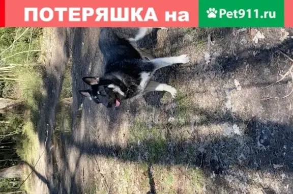 Собаки потеряшки, Санкт-Петербург, фото: Потеряшка восточно-европейская овчарка на Кузнецовской улице